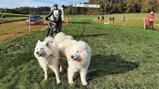 Das Schlittenhunderennen in Oberndorf 2023 [upl. by Esoryram]