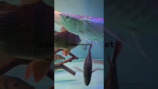 12 inch Distichodus🔥❤️Exotic Monster Fish💥bongaquaconnect✨️viralvideo monsterfishtank viral [upl. by Ardnahsal]