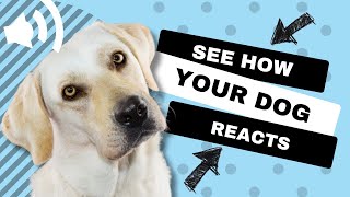 11 Sounds To Make Dogs Tilt Their Heads GUARANTEED [upl. by Ytissac426]