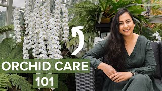 Learn Basics Of Orchid Care For Beginners In Less Than 10 Minutes [upl. by Atsiuqal]