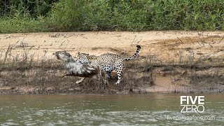 Careless Capybara gets Caught by Jaguar [upl. by Brownley611]