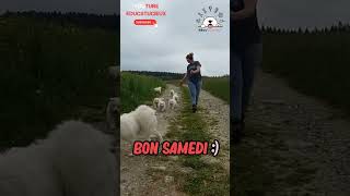 😱🐾Attention Chiots Mignons avec leur maman🐾😱 chiot chiotmignon chiotssamoyèdes chiots samoyède [upl. by Milton800]