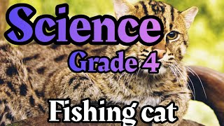 fishing cat  How tapetum lucidum works   LESSON 4  science primary 4  hunting at night [upl. by Siramad]