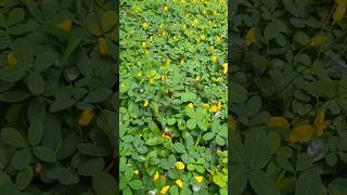 Peanut butter plant flowers gardenplants gardening [upl. by Anees]