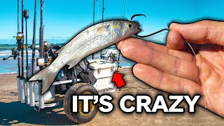 how good is LIVE BAIT beach fishing something special happening [upl. by Odille]