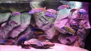 May 2016  My New Custom 220 Gallon 3D AquaDecor Background Malawi Cichlid Hap Aquarium [upl. by Robbyn]