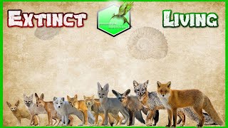 Fox Size Comparison Living Extinct [upl. by Worl378]