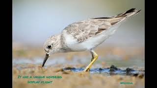 Temmincks stint [upl. by Eleahcim]