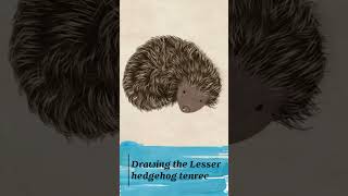 How to draw a tenrec illustration of Lesser hedgehog tenrec art drawinganimal cuteanimals [upl. by Wrand188]