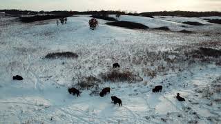 Bison In The Winter  Nachusa Grasslands Ogle County Illinois  Drone Aerial Footage [upl. by Rosemare]