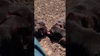 Feeding tasmaniandevil amazing creatures tasmania australia [upl. by Alig681]