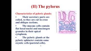 5 Histology of the pylorus of stomach [upl. by Dilisio]