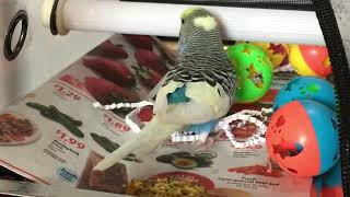 Funny budgie Oliver Has made himself A man cave 😂 [upl. by Old]