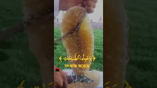 Best voice quean tilawat translation Bangla quranrecitation quran qurantilawat tilawat [upl. by Bucella]