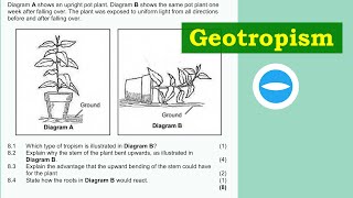 Exam Questions  Plant responding to the environment  Geotropism  Life Science grade 12 [upl. by Aneev]