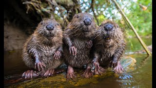 Robotic Spy Beaver Makes Friends With Beaver Family amp Little Muskrat too [upl. by Crandell]