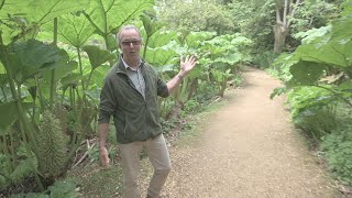 An Early Summer Tour of Abbotsbury Subtropical Gardens with our Curator Steve Griffith [upl. by Geoffrey]