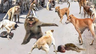 Massacre Baboons aggressively attacked the Dogs to avenge their brutally murdered fellows [upl. by Thissa]