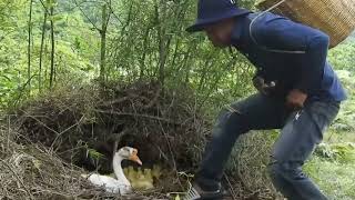 Lots Of Ducklings Hatched With Goose Mother  I Took My Cute Baby Ducks From In The Nest [upl. by Ahsinik]