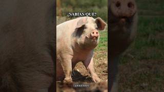 CERDOS GIGANTES 🐖😱🐷 shorts interestingfacts subscribe sabiasque facts [upl. by Mcmullan]