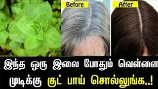 1 நொடியில் வெள்ளை முடி மாயமாய் மறைய இந்த ஒரு இலை போதும் white hair to black hair in tamil [upl. by Blodget243]