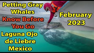 Know Before You Go Logistics of Petting Gray Whales Ojo de Liebre Fun Foto Tips and Trips 42 [upl. by Abba]