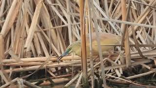 Ardeloa ralloides  Garcilla cangrejera  Squacco heron [upl. by Brick]