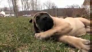 Dogs 101 English Mastiff [upl. by Fellows]