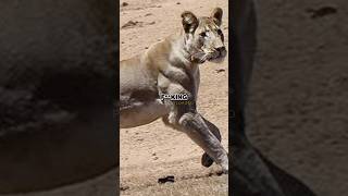 Joe Rogan’s Jacked African Lions [upl. by Beattie]