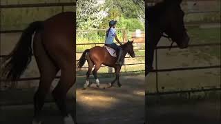 More jumpys horse horsegirls horseenthusiast horsefan horsegirlenergy horselover [upl. by Aynwat]