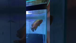 Day 4 of recovery oscars oscarfishyoutubeshorts fish fishtank fishvideo aquarium shortvideo [upl. by Ayitahs]