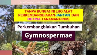 Tanpa Bunga Ini Lho Strobilus Jantan Betina Alat Perkembangbiakan Pinus Gymnospermae [upl. by Ennayllek77]