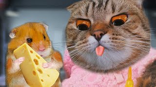 Strange day for cats and the secret hamster trap part 2 [upl. by Aleirbag]