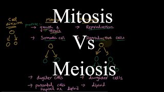 Mitosis and Meiosis  similarities and differences [upl. by Spike]