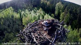 Pierwsze jajo u mazurskich rybołowów w Jedwabnie  The first egg among Masurian ospreys in Jedwabno [upl. by Elisabetta]