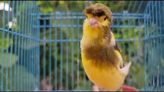 Canary Birds Singing Song Training Canaries birds Live [upl. by Petite]