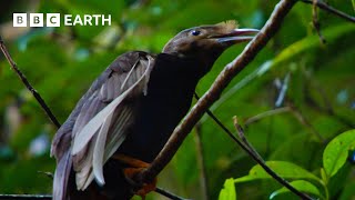 Extraordinarily Rare Birds of Paradise Sighting  Bill Baileys Jungle Hero  BBC Earth [upl. by Nnayrrehs]