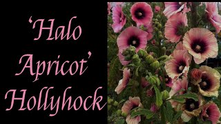 Planting Hollyhocks I started from seed Gorgeous tall blooms to add to the back of your border [upl. by Gewirtz]