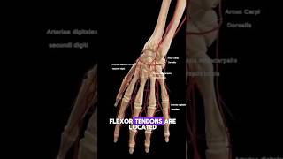 Hand Anatomy Animation anatomyphysiology anatomy hand shorts [upl. by Eskil]