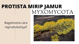 PROTISTA MIRIP JAMUR MYXOMYCOTA JAMUR LENDIR Dina Mariana2021 [upl. by Christal]