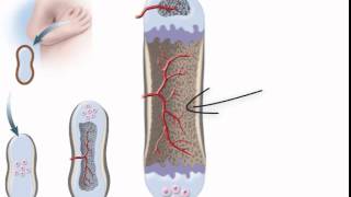 Chapter 7 Endochondral Ossification [upl. by Tallou]