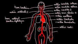 Anatomie des vaisseaux sanguins [upl. by Reggis]