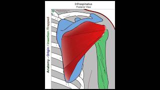 Infraspinatus  Anatomy Perspective [upl. by Amisoc]