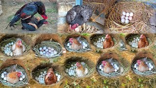 hen laying and hatching eggs  colourful chicken baby  murgiyon ke khubsurat bacche  A One Aseel [upl. by Kcarb]