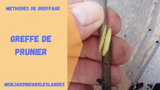 Greffe de Prunier  Monjardindansleslandes [upl. by Claresta]