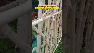 Madhya Pradesh Bamboo Plants 7000414930 8462980916 bambooplants tuldabamboo ecofriendly [upl. by Ynnam216]