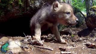 Wolf pups of the Greater Voyageurs Ecosystem [upl. by Nata]