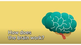 How does the brain work [upl. by Stempien]