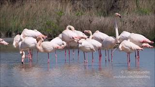 Greater Flamingo Phoenicopterus roseus [upl. by Rengia]