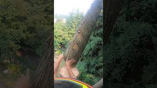 Epic Tree Cutting in Action  Precision and Skillquot⚔️🌲treecutting shorts [upl. by Deelaw]